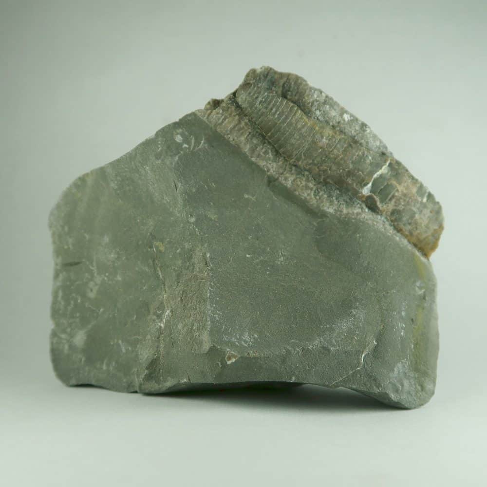 fossilised belemnite with rostrum and phragmacone from whitby, uk