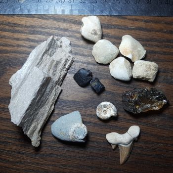 clearance lots: fossils