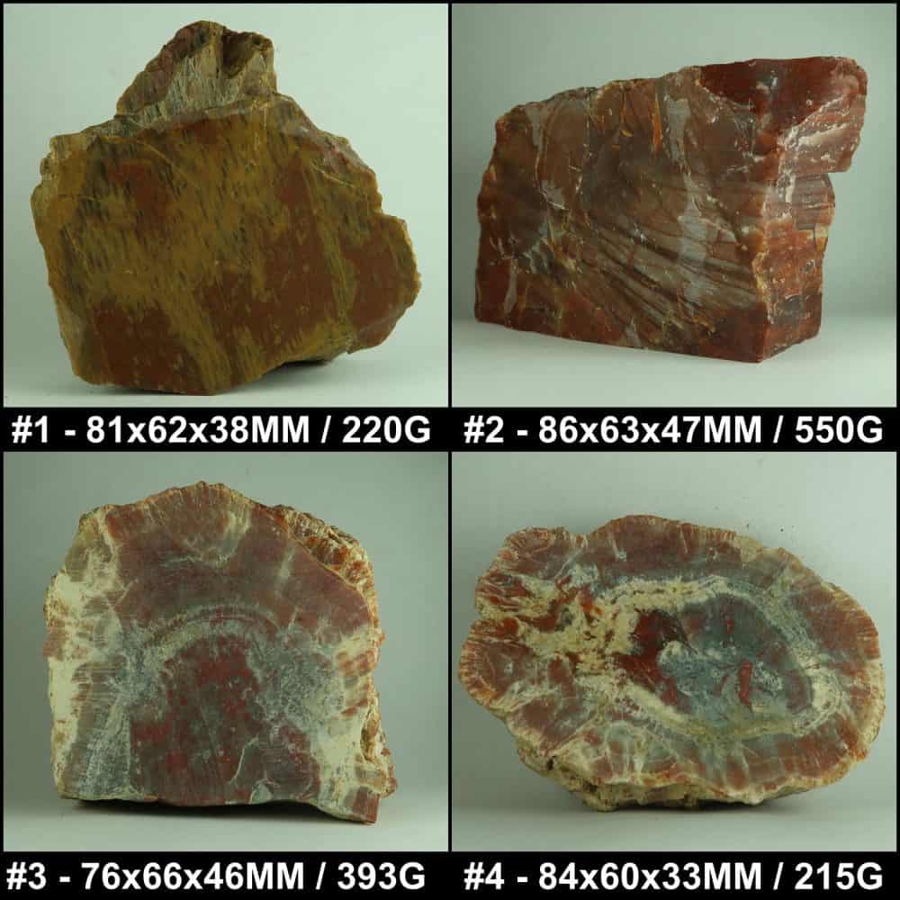 petrified wood for lapidary