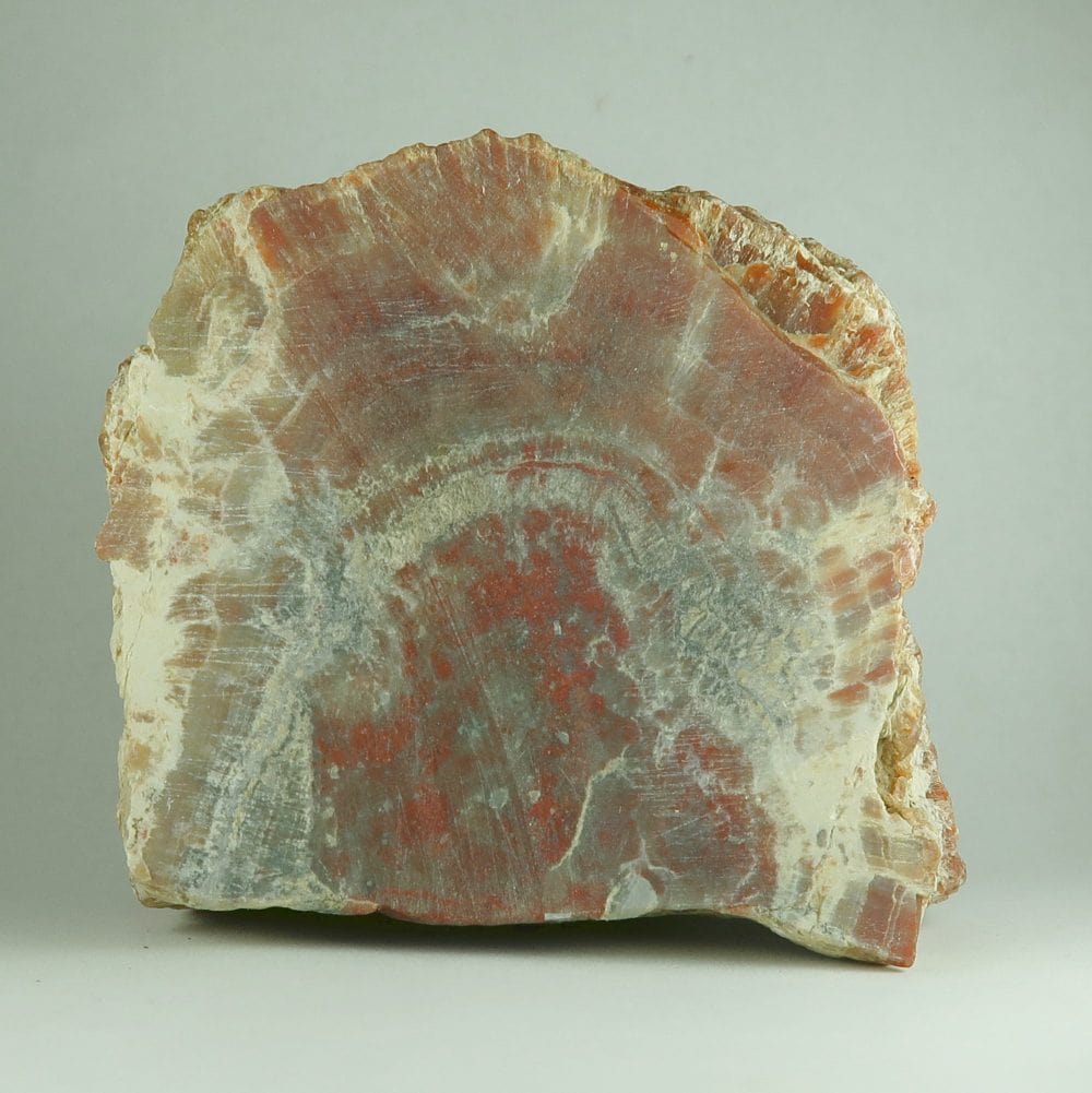 petrified wood for lapidary