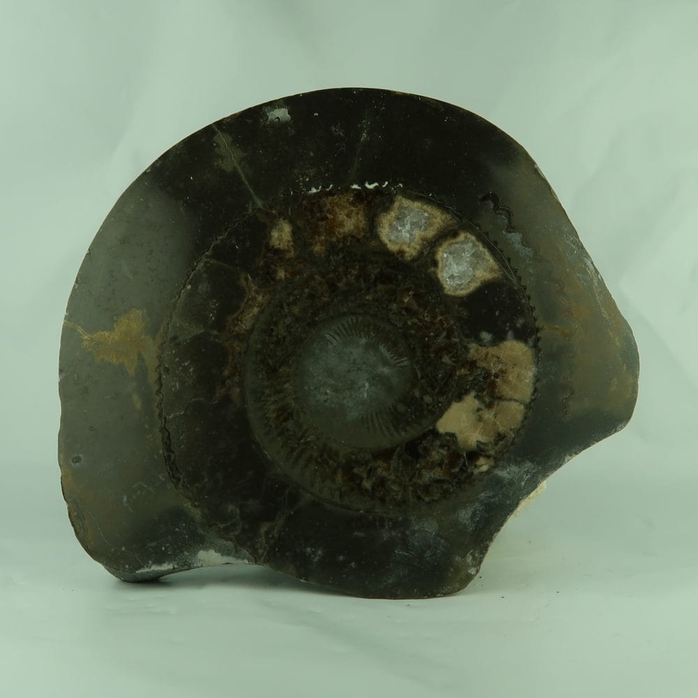 dactylioceras ammonites (polished)