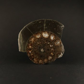 dactylioceras ammonites (polished)