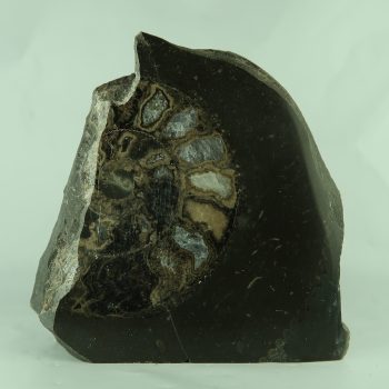 dactylioceras ammonites (polished)