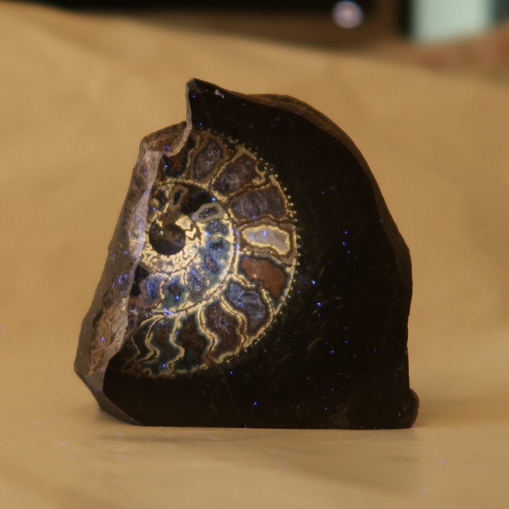 dactylioceras ammonites (polished)