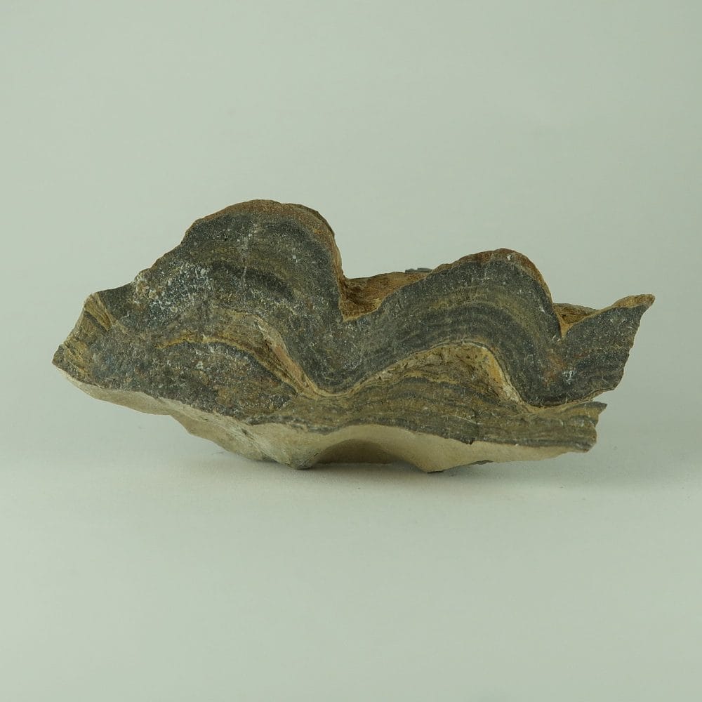 stromatolite specimens