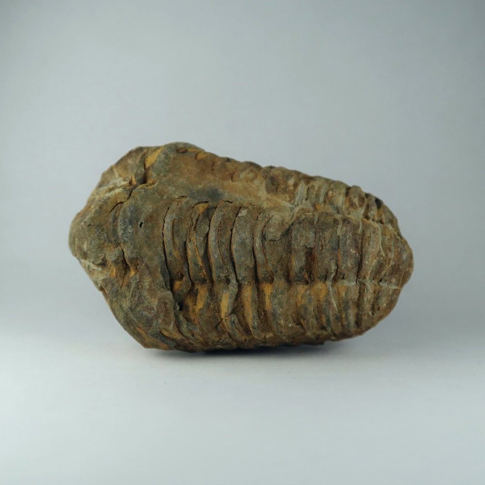 diacalymene ouzregui trilobites from tazoulait, morocco