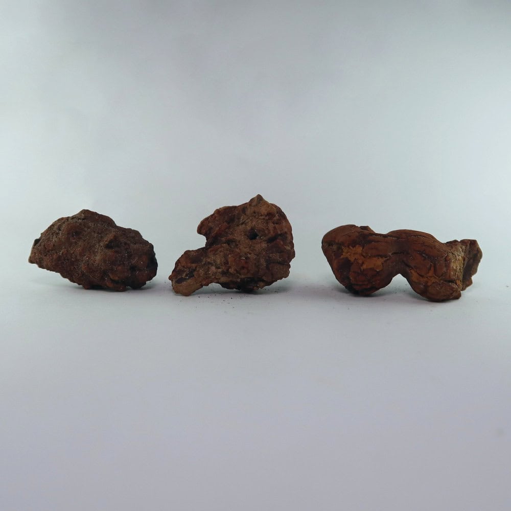 coprolite fossils from madagascar fossilised poo 3