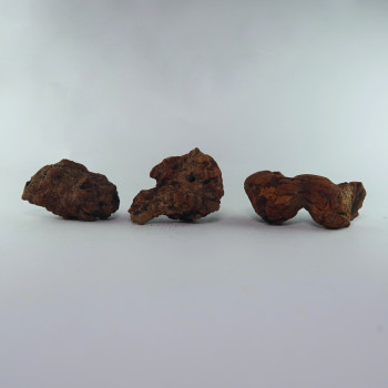 coprolite fossils from madagascar fossilised poo 3