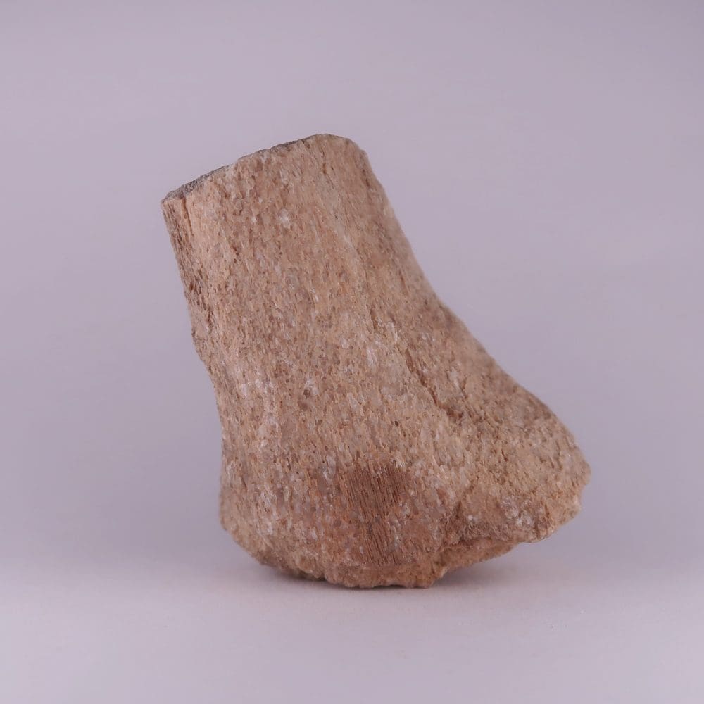 lambeosaurus dinosaur bone from judith river formation, utah, usa 3