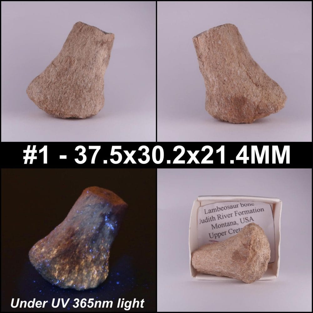 lambeosaurus dinosaur bone from judith river formation, utah, usa collage