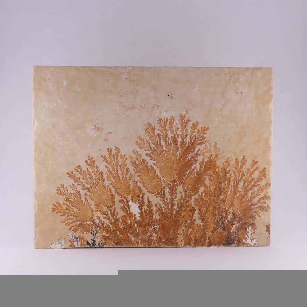 manganese dendrite specimens from solnhofen, germany