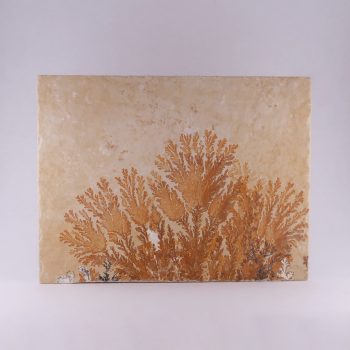 manganese dendrite specimens from solnhofen, germany