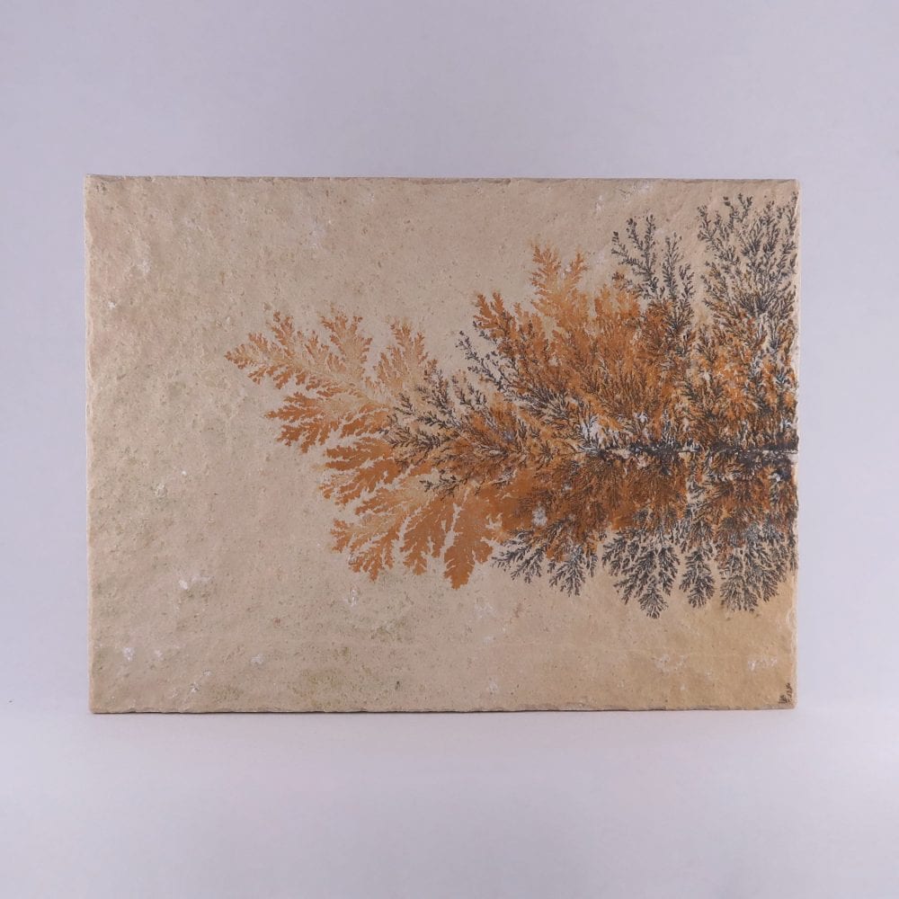 manganese dendrite specimens from solnhofen, germany 3