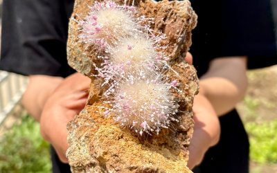 Fakes, scams, and tricks: ‘Cobaltite and symbiotic crystal quartz’
