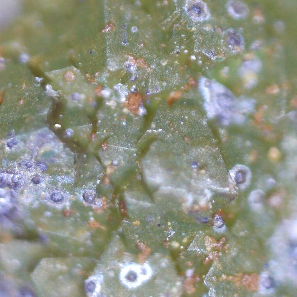 adamite from hilarion mine, greece 10