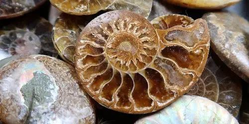 Ammonite fossils, used as a link to the Ammonites section of website.