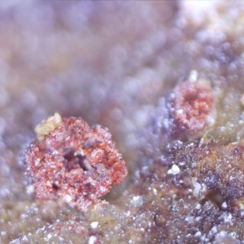 Carminite