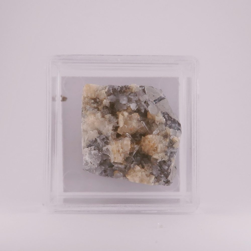 celestine from condorcet, france