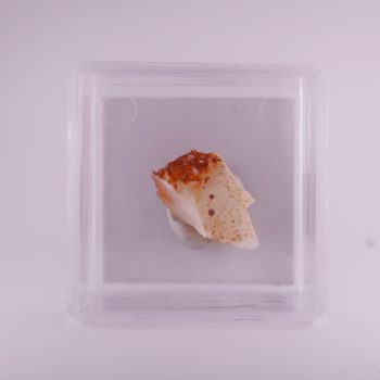 cacoxenite from clara mine, germany