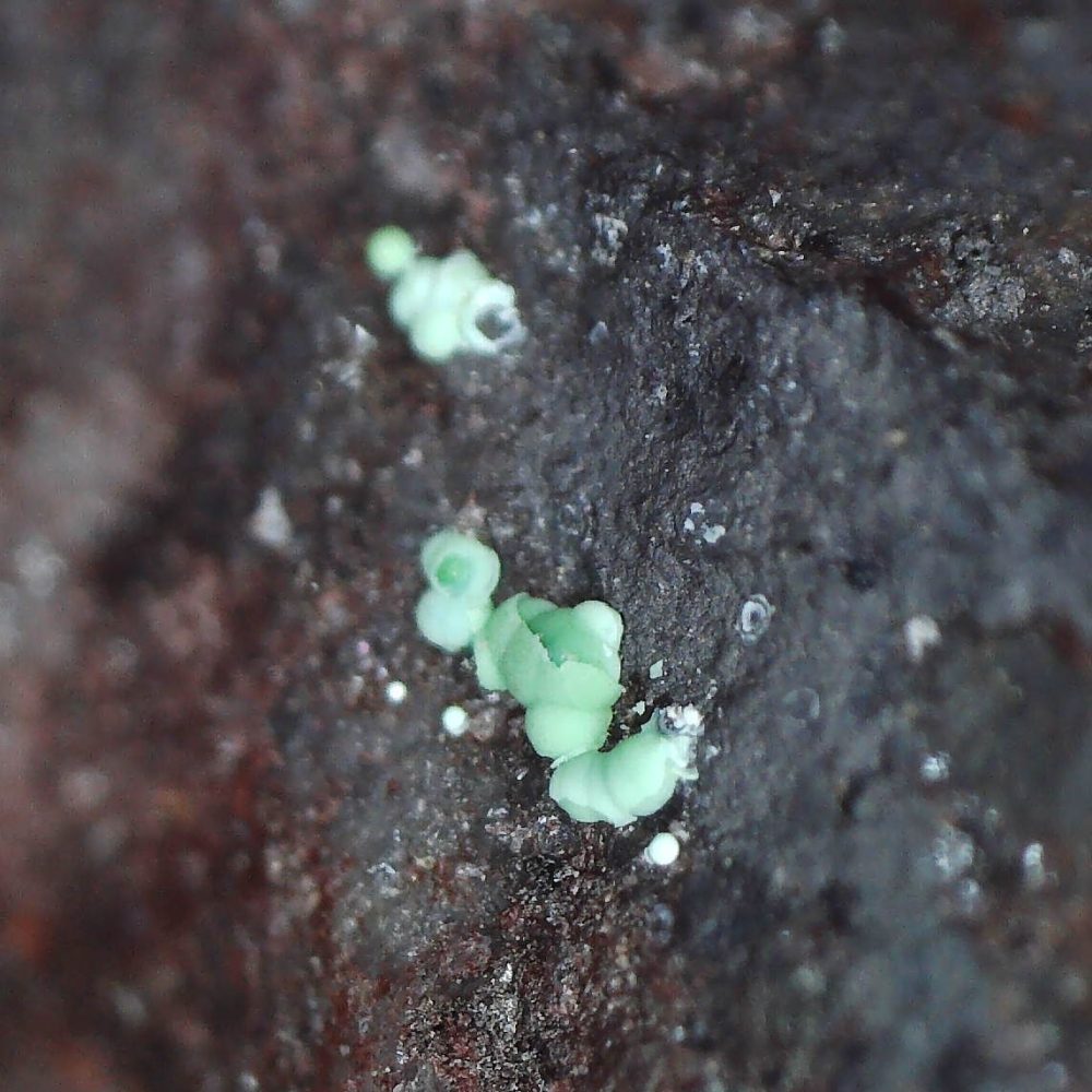 cornwallite from sir dominick mine, australia