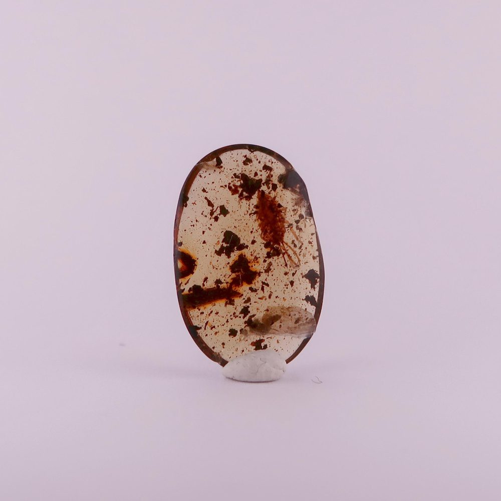 fulgoroidea planthopper in burmese amber