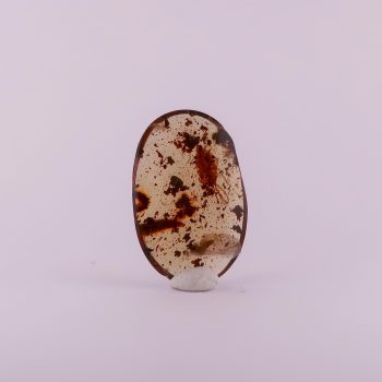 fulgoroidea planthopper in burmese amber