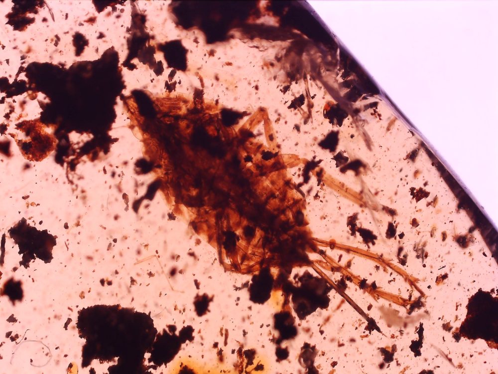 fulgoroidea planthopper in burmese amber