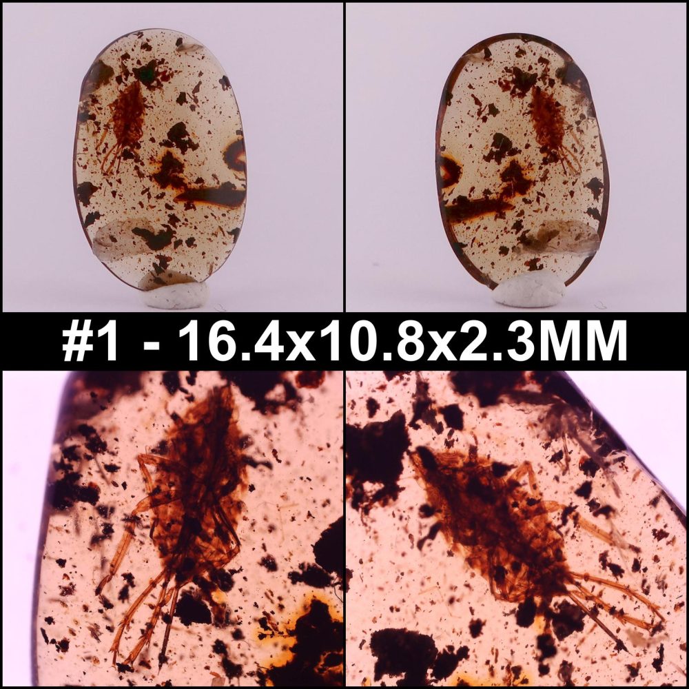 fulgoroidea planthopper in burmese amber