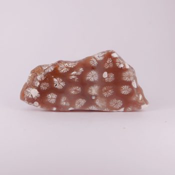 coral fossils polished (tisbury, wiltshire)