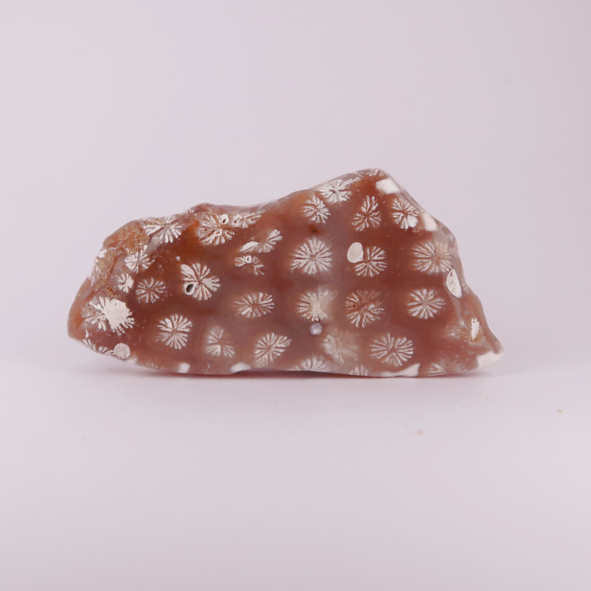 coral fossils polished (tisbury, wiltshire)