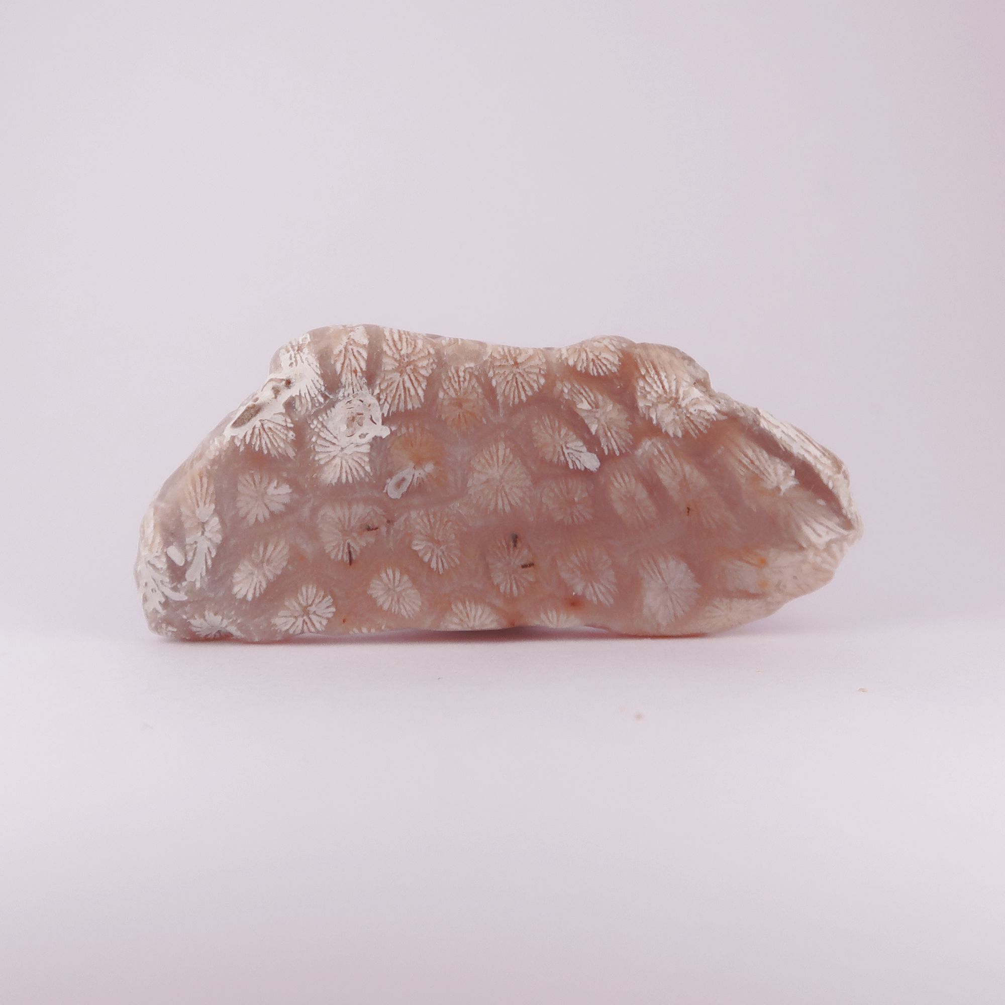 coral fossils polished (tisbury, wiltshire)