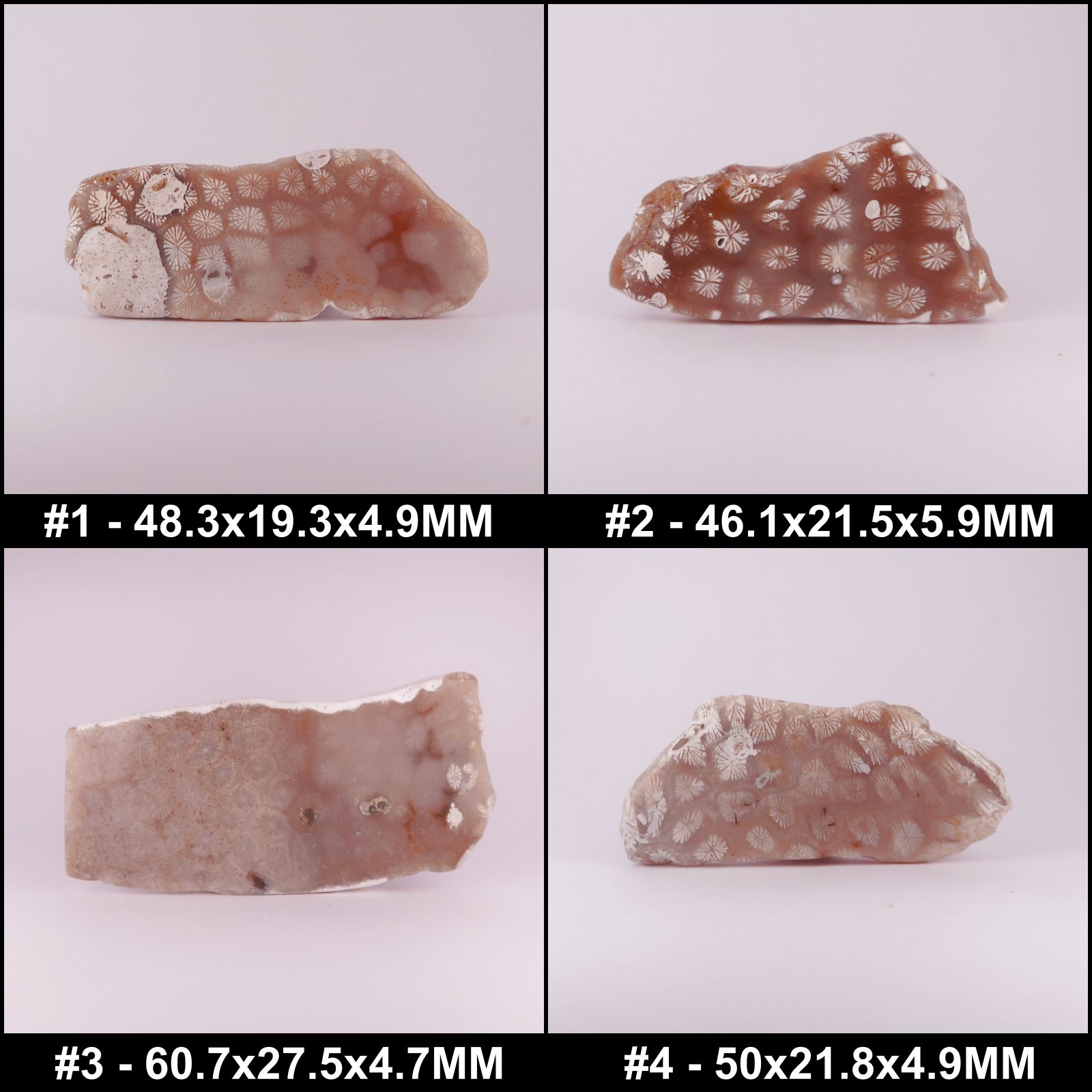 coral fossils polished (tisbury, wiltshire)