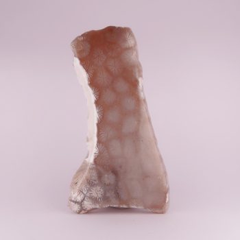 coral fossils polished (tisbury, wiltshire)