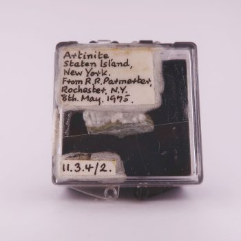 artinite from staten island, usa