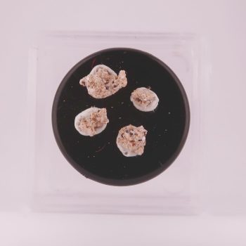 garnet and topaz from caspar quarry, germany