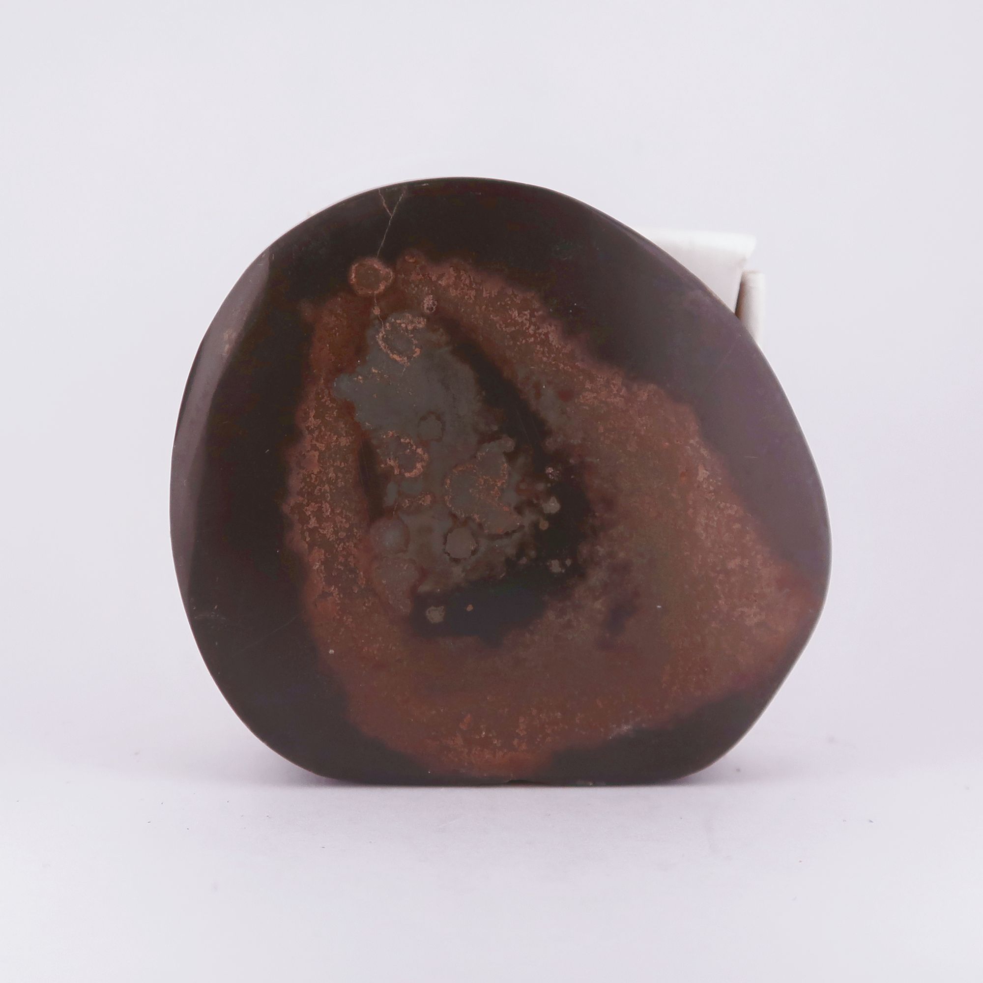 fish coprolites from scotland