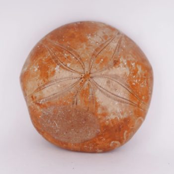 polished pygurus sea urchin fossils