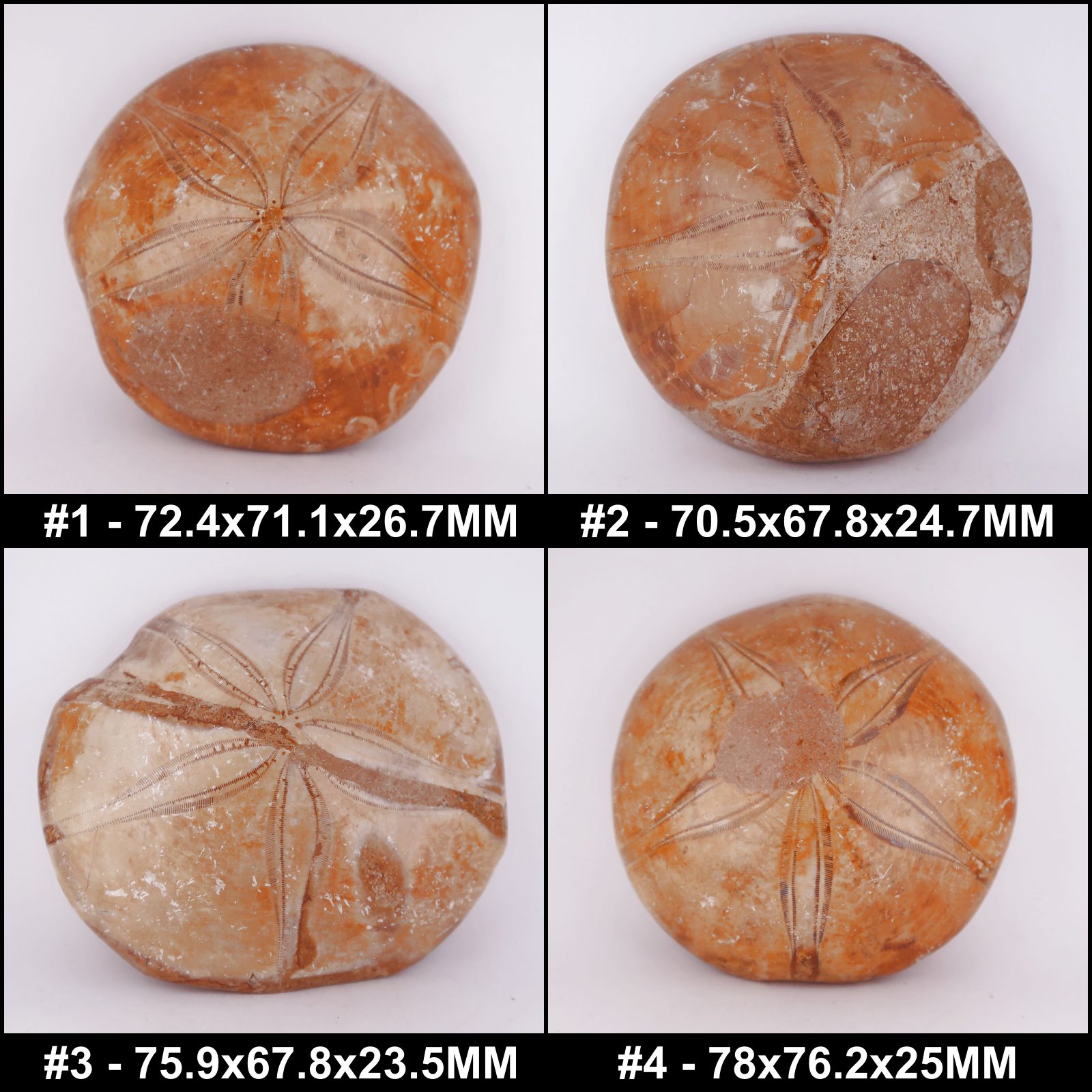 polished pygurus sea urchin fossils #1 72.4x71.1x26.7mm