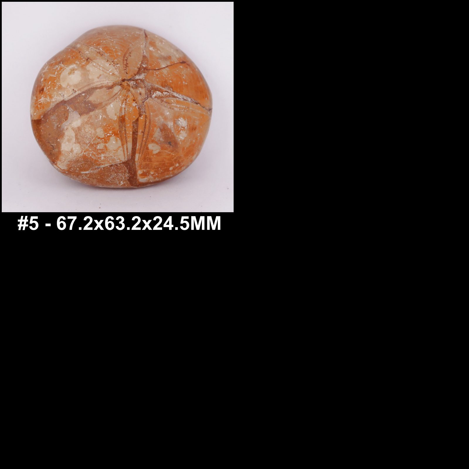 polished pygurus sea urchin fossils #1 72.4x71.1x26.7mm