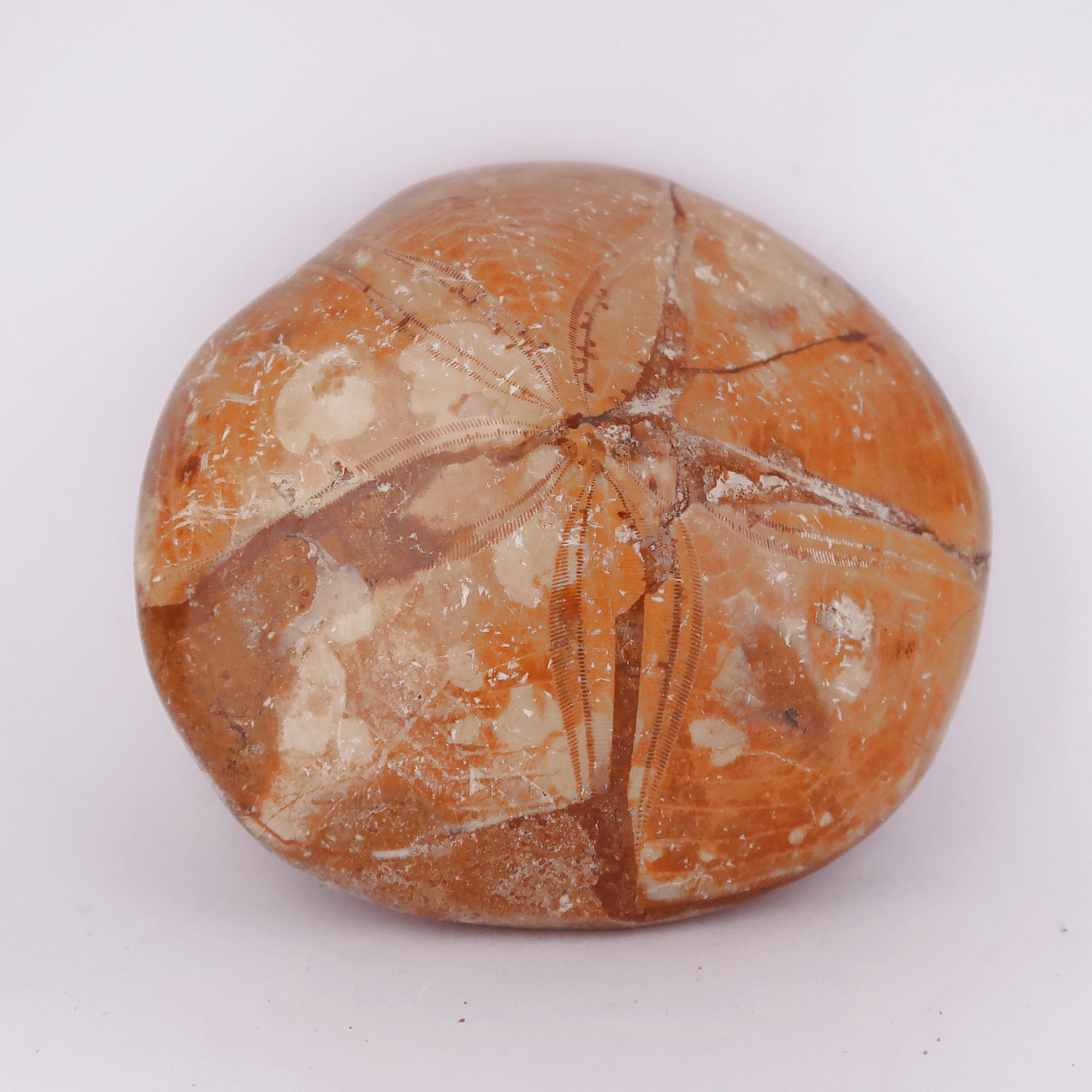 polished pygurus sea urchin fossils